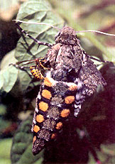 Sphinx moths can be bad news for your garden. Yellow jackets help keep their populations under control.